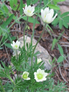 Anemone multifida